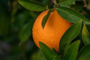 rijp sinaasappels Aan een boom in de zonsondergang licht 2 foto