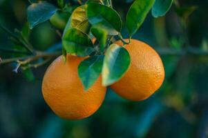 een Afdeling met natuurlijk sinaasappels Aan een wazig achtergrond van een oranje boomgaard Bij gouden uur foto