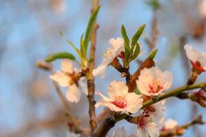 voorjaar natuur achtergrond met lief bloeiend amandelen in pastel spandoek. lente concept 3 foto