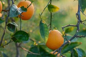 een Afdeling met natuurlijk sinaasappels Aan een wazig achtergrond van een oranje boomgaard Bij gouden uur3 foto