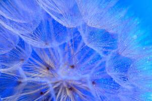 water druppels Aan een parachutes paardebloem Aan een mooi blauw.4 foto