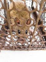 bruine rat opgesloten in de rattenval. foto