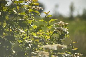 gemeenschappelijke vlakte van de po-vallei foto