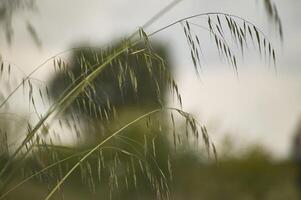 haverplant in een door de wind aangedreven veld foto