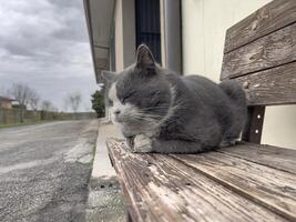 grijs en wit kat houdende Aan houten bank foto