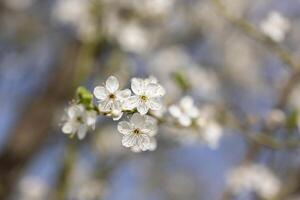 Afdeling van boom met wit bloemen foto