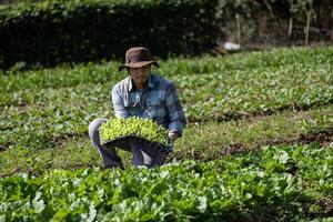 Aziatisch boer is draag- dienblad van jong groente salade zaailing naar fabriek in de bodem voor groeit organische stoffen fabriek gedurende voorjaar seizoen en landbouw concept foto
