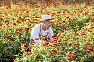 Aziatisch boer en bloemist is werken in de boerderij terwijl snijdend zinnia bloemen gebruik makend van snoeischaar voor besnoeiing bloem bedrijf in zijn boerderij voor landbouw industrie foto