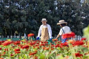 Aziatisch boer en bloemist is werken in de boerderij terwijl zetten in biologisch kunstmest in zinnia bloemen gebruik makend van snoeischaar voor besnoeiing bloem bedrijf boerderij in landbouw industrie foto