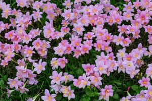 veld- van roze regen lelie bloem of zephyranthes lamp gedurende voorjaar seizoen in de Woud foto