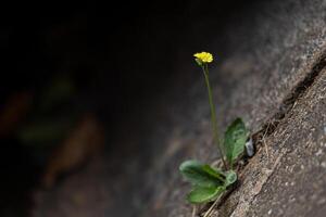 geel madeliefje bloem groeit in de beton barst in de stad voor hoop en sterk krachtig concept foto