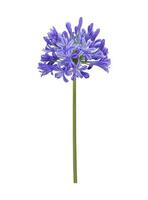 blauw agapanthus of Afrikaanse lelie van Nijl bloem is bloeiend in zomer seizoen voor sier- tuin geïsoleerd Aan wit achtergrond voor ontwerp concept besnoeiing uit foto