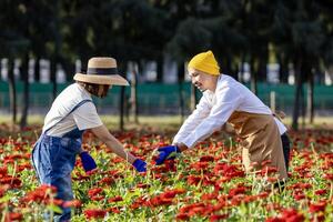 team van Aziatisch boer en bloemist is werken in de boerderij terwijl snijdend zinnia bloemen gebruik makend van snoeischaar voor besnoeiing bloem bedrijf in zijn boerderij voor landbouw industrie concept foto