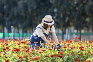 Aziatisch boer en bloemist is werken in de boerderij terwijl snijdend zinnia bloemen gebruik makend van snoeischaar voor besnoeiing bloem bedrijf in haar boerderij voor landbouw industrie foto