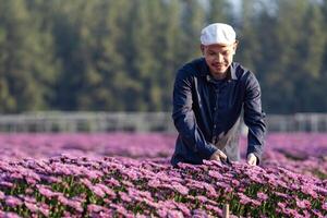 Aziatisch boer en bloemist is snijdend Purper chrysant bloem gebruik makend van snoeischaar voor besnoeiing bloem bedrijf voor dood rubriek, teelt en oogst seizoen concept foto