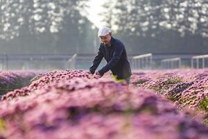 Aziatisch boer en bloemist is snijdend Purper chrysant bloem gebruik makend van snoeischaar voor besnoeiing bloem bedrijf voor dood rubriek, teelt en oogst seizoen concept foto