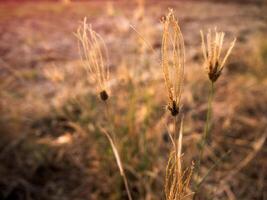 gras bloem en zon licht en mooi natuur. foto