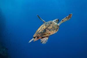 karetschildpad zee schildpad in de blauw oceaan, onderwater- schepsel foto