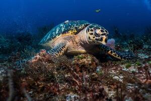 karetschildpad zee schildpad in de blauw oceaan, onderwater- schepsel foto