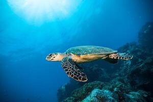 karetschildpad zee schildpad in de blauw oceaan, onderwater- schepsel foto