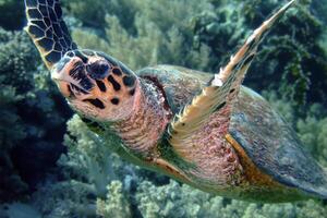 karetschildpad zee schildpad in de blauw oceaan, onderwater- schepsel foto