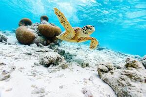 karetschildpad zee schildpad in de blauw oceaan, onderwater- schepsel foto