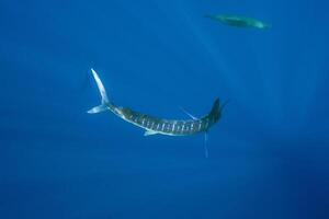 zwart marlijn zeilvis, zeilvis of zwaardvis xiphias gladius. oceaan natuur fotografie foto