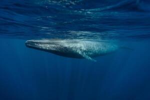 oceaan blauw serenade, de prachtig blauw walvis aarde grootste schepsel, voogd van de afgrond, onthult haar grootsheid. haar enorm het formulier gieten schaduwen Aan de diep foto