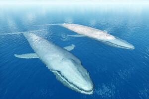 oceaan blauw serenade, de prachtig blauw walvis aarde grootste schepsel, voogd van de afgrond, onthult haar grootsheid. haar enorm het formulier gieten schaduwen Aan de diep foto
