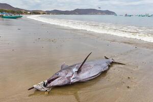 dood zwaardvis Aan kust strand. zwart marlijn zeilvis, zeilvis of zwaardvis xiphias gladius. oceaan natuur fotografie foto