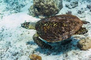 karetschildpad zee schildpad in de blauw oceaan, onderwater- schepsel foto