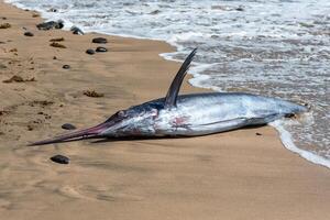 dood zwaardvis Aan kust strand. zwart marlijn zeilvis, zeilvis of zwaardvis xiphias gladius. oceaan natuur fotografie foto