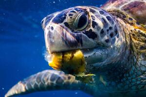 karetschildpad zee schildpad in de blauw oceaan, onderwater- schepsel foto