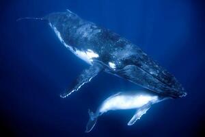 blauw gebochelde walvis reusachtig schepsel, illustreren vrijheid en majesteit, concept van natuurlijk zich afvragen foto