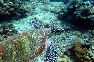 karetschildpad zee schildpad in de blauw oceaan, onderwater- schepsel foto