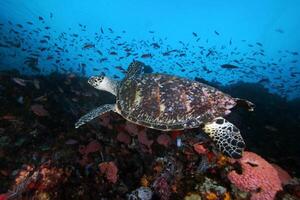 karetschildpad zee schildpad in de blauw oceaan, onderwater- schepsel foto