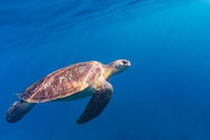 karetschildpad zee schildpad in de blauw oceaan, onderwater- schepsel foto