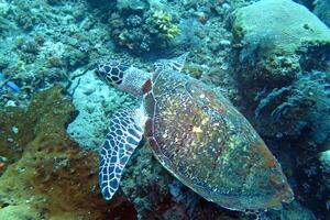 karetschildpad zee schildpad in de blauw oceaan, onderwater- schepsel foto