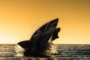 Super goed wit haai gevaarlijk aanvallen risico concept, onderwater- schepsel foto