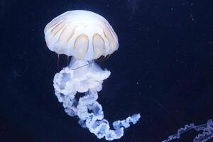 kwal met tentakels zwemmen in de water met een donker blauw achtergrond, onderwater- schepsel foto