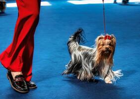 grappig yorkshire terriërs, klein honden. foto