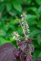 wit bloem stekels van de groen shiso perilla kruid met Purper bladeren en vervagen bokeh achtergrond foto