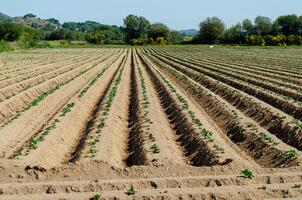 veld- van groente teelt in de regio van een limie. onzeense, galicië. Spanje foto