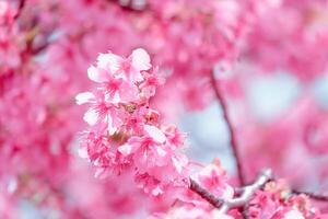 cloes-up, kers bloesem of sakura bloem bloeiend Aan natuur vervagen achtergrond in de ochtend- een voorjaar dag foto