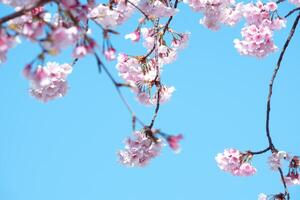 mooi kers bloesem sakura bloeiend tegen blauw lucht vol bloeien in voorjaar seizoen foto