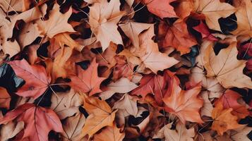 herfst achtergrond met een veel van kleurrijk gedaald bladeren bezetten allemaal de ruimte foto