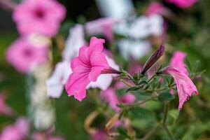 hangende manden van petunia bloemen foto