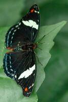 macro mooi vlinder papilio aegeus foto