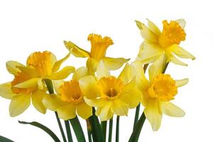 mooi geel bloemen narcissen in een vaas Aan een wit achtergrond foto