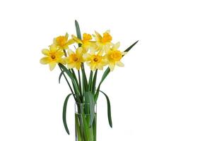 mooi geel bloemen narcissen in een vaas Aan een wit achtergrond foto